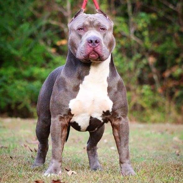 Gator mouth red nose pitbull sales